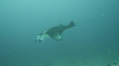 Devasa Siyah Okyanus Birostris Manta Işını plankton arayışında mavi suyun arka planında yüzüyor.