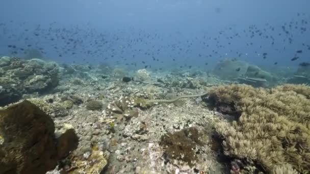 Mergulhador no fundo Escola de peixes paisagem subaquática em Mar Vermelho. — Vídeo de Stock