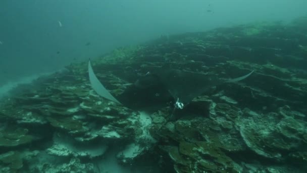 Devasa Siyah Okyanus Birostris Manta Işını plankton arayışında mavi suyun arka planında yüzüyor. — Stok video