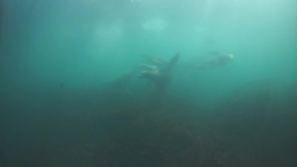 Okhotsk Denizi 'nin sualtı fokları. — Stok video