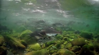 Okhotsk Rusya 'nın sualtı sualtı somon balığı sürüsü.