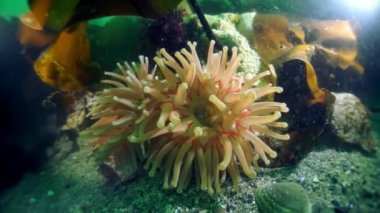 Dikenli kral yengeç Paralithodes Okhotsk Denizi 'nde suyun altında kısaca..