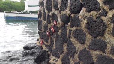 Galapagos Yengeçleri Pasifik kıyılarında duvarlara ve kayalara tırmanan Greyfurtlar.