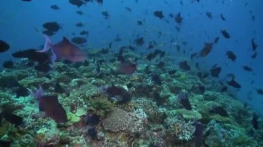 Resifteki tropik balık sürüsü yiyecek arıyor..