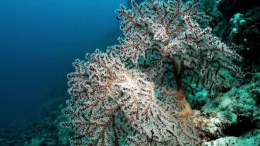 Okyanustaki resifteki renkli yumuşak mercan çalılıkları.