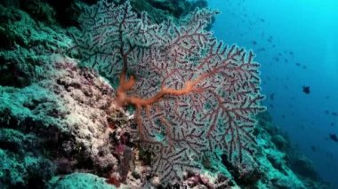 Okyanustaki resifteki renkli yumuşak mercan çalılıkları.