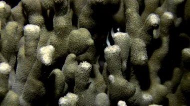 Okyanustaki resifteki renkli yumuşak mercan çalılıkları.