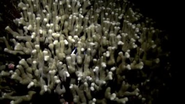 Okyanustaki resifteki renkli yumuşak mercan çalılıkları.