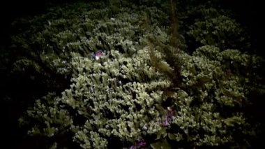 Okyanustaki resifteki renkli yumuşak mercan çalılıkları.