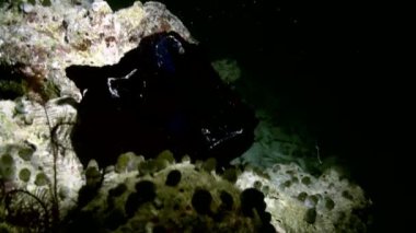 Okyanustaki resifteki renkli yumuşak mercan çalılıkları.