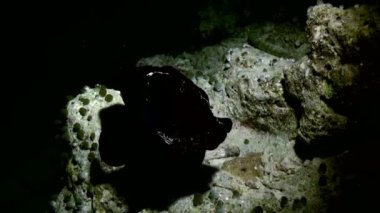 Okyanustaki resifteki renkli yumuşak mercan çalılıkları.