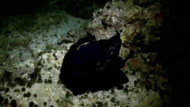 Okyanustaki resifteki renkli yumuşak mercan çalılıkları.