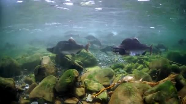 Skola av rosa puckelrygg lax fisk under vatten på forsar. — Stockvideo