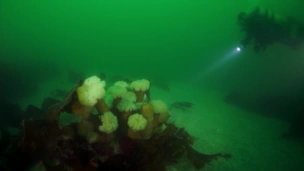 Підводні зарості водоростей у Охотському морі.. — стокове відео