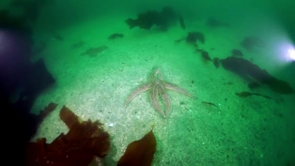 Fourrés sous-marins de varech des algues marines dans la mer d'Okhotsk. — Video