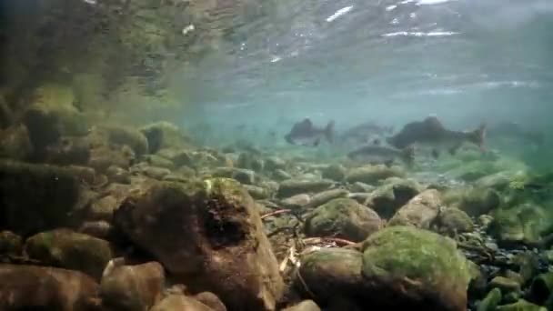 Deniz altında pembe kambur somon balığı sürüsü. — Stok video