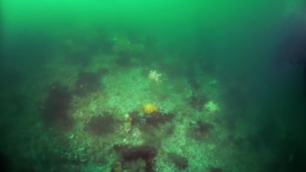 Podvodní houští řas v Okhotském moři. — Stock video