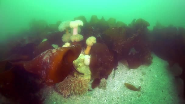 Arroz submarino de algas marinas en el Mar de Okhotsk. — Vídeo de stock