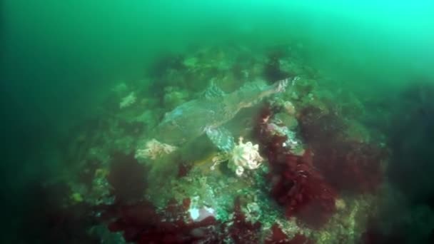 오호츠크 바다에 있는 해초 켈프의해 저 덤불. — 비디오