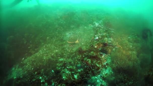 Колисковий краб Paralithodes brevipess underwater in the Sea of Okhotsk. — стокове відео