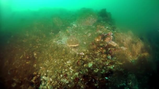 Fourrés sous-marins de varech des algues marines dans la mer d'Okhotsk. — Video