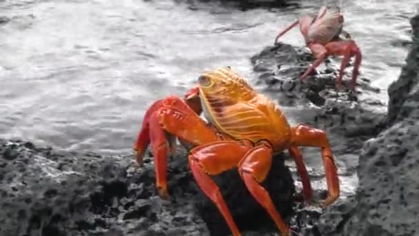 Galapagos Crab Grapsus Grapsidae on stone and rocks of Pacific coast. — Stock Video