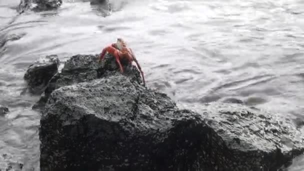 Galapagos Crab Grapsus on stone and rocks of Pacific coast. — Stock Video
