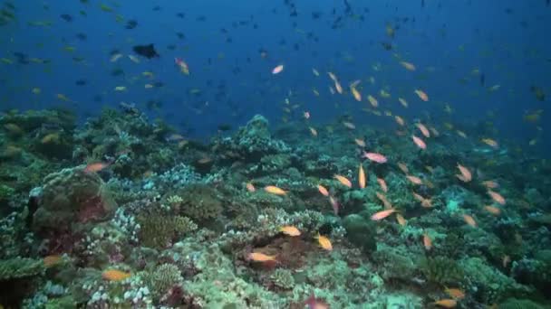 Escuela de peces tropicales en arrecife en busca de comida. — Vídeos de Stock