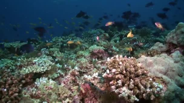 Escuela de peces tropicales en arrecife en busca de comida. — Vídeo de stock