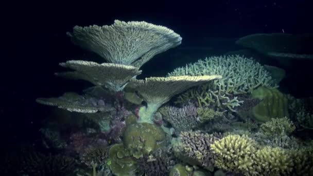 Podwodny krajobraz morza rafy koralowej nocą. — Wideo stockowe