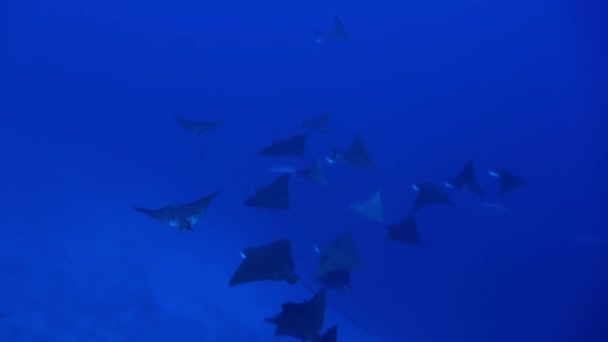 Tiburón nada en el borde del arrecife en busca de comida. — Vídeo de stock