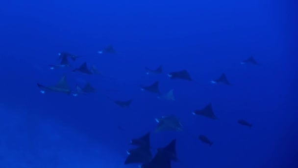 Tiburón nada en el borde del arrecife en busca de comida. — Vídeos de Stock