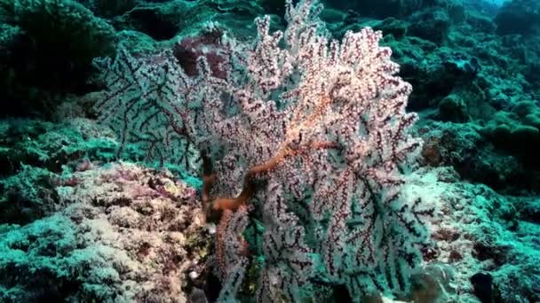 Thickets of colorful soft coral on reef in ocean. — Stock Video