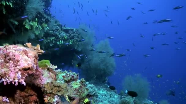 Houštiny barevných měkkých korálů na útesu v oceánu. — Stock video