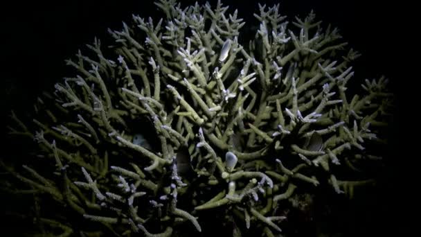 Заросли разноцветных мягких кораллов на рифе в океане. — стоковое видео