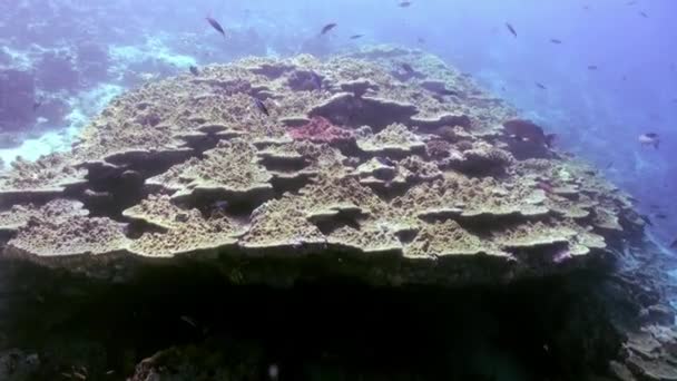 Okyanustaki resifteki renkli yumuşak mercan çalılıkları. — Stok video
