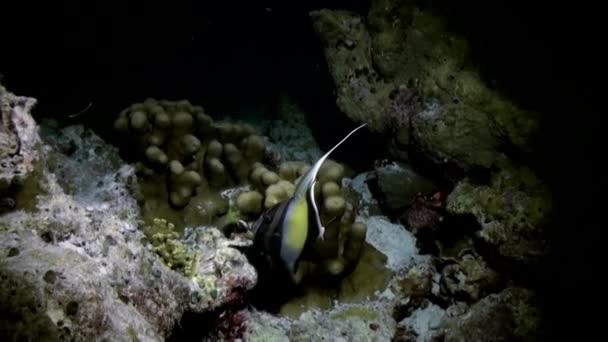 Sűrű, színes puha korall a zátonyon az óceánban. — Stock videók