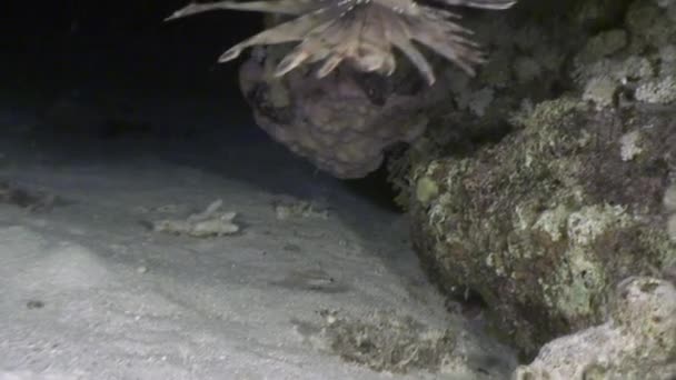 Scorpionfish atacă peștii din marea subacvatică . — Videoclip de stoc