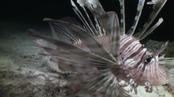 Scorpionfish απαλή χρωματική παλέτα στην υποβρύχια θάλασσα. — Αρχείο Βίντεο