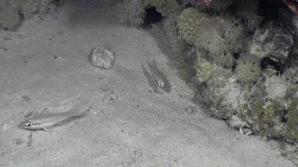 Scorfano attacca il pesce in mare sottomarino. — Video Stock