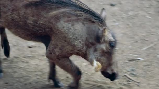Wild boar family search feed in — Stock Video