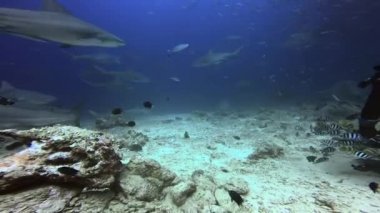 İnsanlar Fiji 'nin sualtı okyanusundaki köpekbalıklarını besler..