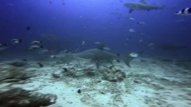 Köpekbalığı grupları Fiji 'nin sualtı okyanusu dalgıcı ile birlikte gruplar.