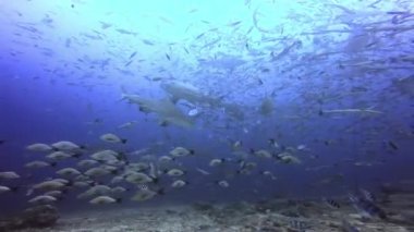 Pasifik Okyanusu 'nda köpekbalıklarının sualtı yaşamı ve balık sürüsü.