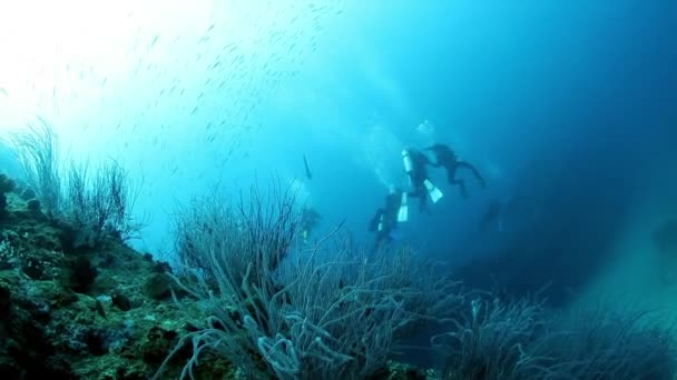 Grupo de mergulhadores nada perto de naufrágio de navio subaquático em Fiji. — Vídeo de Stock