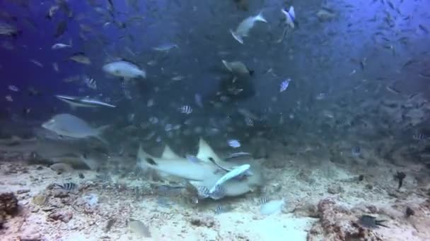 Reef moustachu infirmière requin dans l'océan sous-marin. — Video