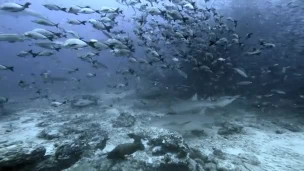 Alimentando tubarões oceano subaquático de de Fiji. — Vídeo de Stock