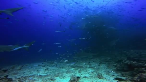 Duiker bij haai in onderwater oceaan van Fiji. — Stockvideo