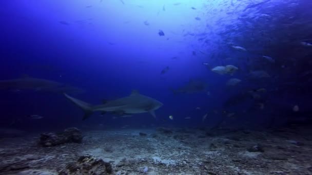 Balık ve grup köpekbalığı sürüsü, Fiji 'nin sualtı okyanusu yakınında.. — Stok video