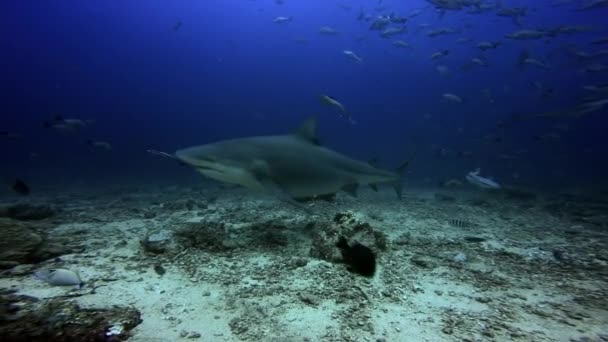 En grupp hajar jagar fisk under vattnet i Fiji.. — Stockvideo